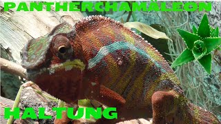 HALTUNGS BASICS PANTHERCHAMÄLEON / Furcifer pardalis / PANTHERCHAMELEON