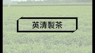 製茶過程全記錄-英清製茶