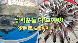 거제 가조도 바다에 시장고등어 낚시 한다고 난리가 났습니다