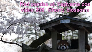 八木山レッサーリポート306 レッサーパンダ Red panda at Yagiyama zoo video_306 桜 Cherry blossoms 八木山動物公園