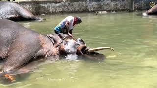 ඇත්ගාලේ දඩබ්බරකමේ සන්නාමය ගජරජ රාජු ඇතු