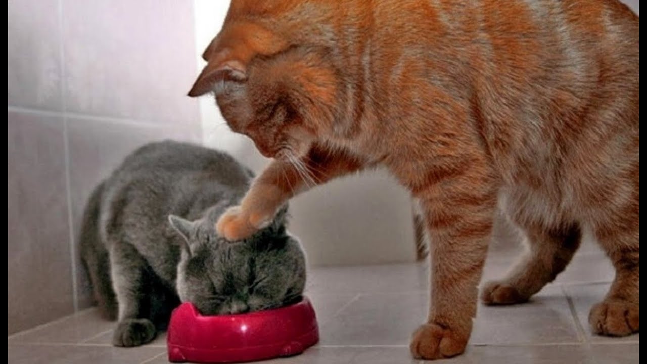 Funny Videos Funny Cat Fail Compilation Youtube