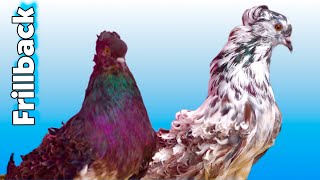 Fancy Frillback Pigeons - The Most Beautiful at Zohel’s Pigeon Loft Mumbai