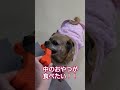 中におやつが入ってるでしょ 早くちょうだいよ！🐶力が強いブリトニー