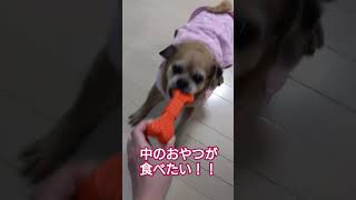 中におやつが入ってるでしょ!!早くちょうだいよ！🐶力が強いブリトニー