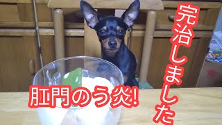 🐶チワワより小さいミニピン育太郎🏨エリザベスカラー取れました。今回処方のお薬飲み切って完治!良かった!ひと安心!🏨改めて、健康に感謝!🏨祝杯はモモ🍑deアイス