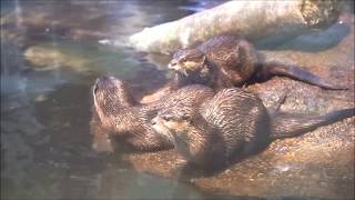 福岡市動物園：コツメカワウソ　オス4頭