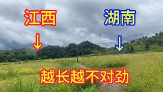 湖南老板在江西包800亩地种水稻，发现有600亩地水稻越长越不对劲