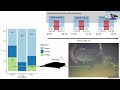 héloïse frouin mouy unveiling northern elephant seal behavior at 650 meters