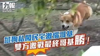 181227 鬣狗私闖民宅被哥基嚇跑