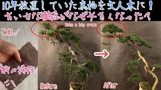 真柏文人木編！！またまた10年くらい放置の真柏です^ - ^How to create a Japanese Juniper BONSAI 大品盆栽