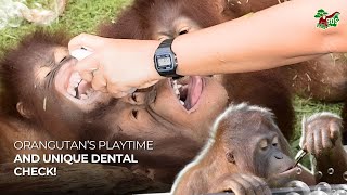 ORANGUTANS' PLAYTIME \u0026 UNIQUE DENTAL CHECK!