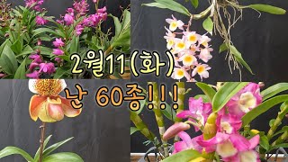 예쁘고 인기 좋은 난 60종 준비 했습니다