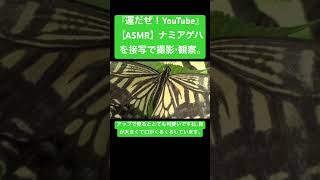 【ASMR】ナミアゲハを接写で撮影・観察。 #sdgs #クワガタ #虫の音 #昆虫 #カブトムシ #love #insects #虫食べる #mukbang #butterfly #ytshorts