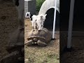 Cute Baby Goats Take Ride on Turtle!