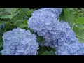 紫陽花｜花手水｜hydrangea｜香川県｜粟井神社｜はなちょうず｜绣球花｜수국｜flower｜花｜sony｜a6600｜sel70350g