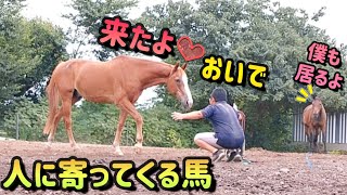 呼ぶと来てくれる馬が可愛すぎました。(馬を放牧からお家に戻す動画)【ツルマルボーイ様のシモべ】