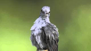 Grey-bellied Cuckoo