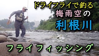 ドライフライで狙う利根川本流／2023年6月みなかみ／フライフィッシング