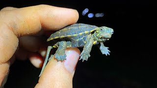 Saved a dying baby turtle that fell into a waterway