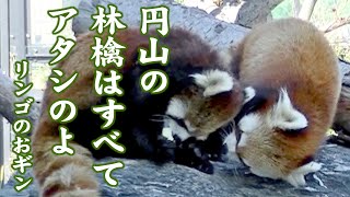 【円山動物園のレッサーパンダ】リンゴのおギン　October 18 , 2014　Red Panda GIN at Maruyama Zoo