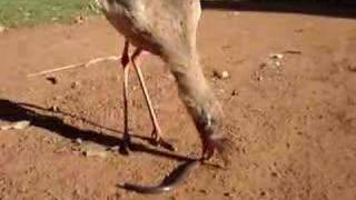 Red-Legged Seriema catching a snake!