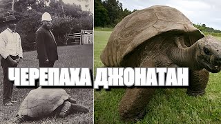 Альдабрская черепаха Джонатан.