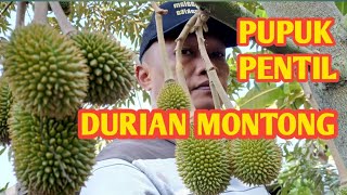 PUPUK PENTIL DURIAN SUPAYA TIDAK RONTOK DAN TUMBUH BESAR