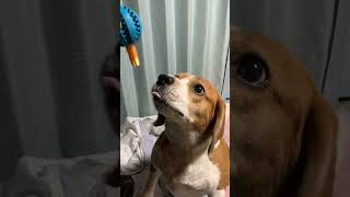 【しつけ犬】大ジャンプの練習を一生懸命するビーグル犬はこうなります