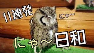 【鳴き声11連発！】今日はにゃ～日和　～アフリカオオコノハズク～