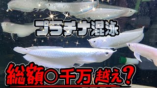 本物の生きるプラチナを見たい方はこちら😲『煌めきの極上 プラチナアロワナ混泳』※こんなに神秘なのに金魚食べます。　東京アクアショップ『ツーウェイ　訪問編Part３』