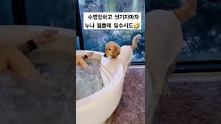 수영 실컷하고 씻기자마자 또 다시 입수시도🤣 #강아지 #shots #리트리버 #반려견 #retriever #쇼츠 #강아지브이로그 #goldenretriver #강아지일상 #pets