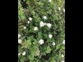 （スライド）花満開の早池峰山2019.7.13