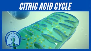 Citric Acid Cycle Simplified: Understanding the Krebs Cycle in Cellular Respiration