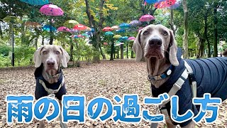 多頭飼いって雨の日は暴れて大変？！ワイマラナー兄弟の雨の日の過ごし方