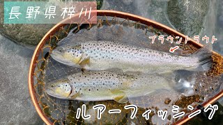 No.32長野県梓川ブラウントラウト