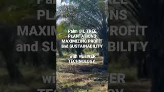 Palm Oil TREES research creating healthy soils  sustainable profits with VETIVER GRASS KING SABAH ©