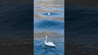 Beautiful | White Swan 🦢 |Morning Vibes | Europe Travel #europe #travel #travel #vegas #iceland