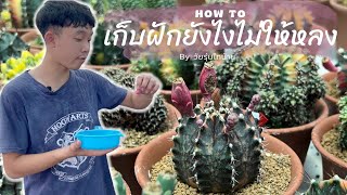 [4K] How to collect seeds : ต้องเก็บฝักแบบนี้ | English Subtitle