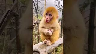 cute monkey baby 🥰😍 #shorts #short #shortvideo #shortsvideo #monkey