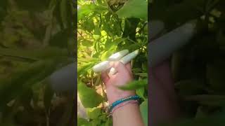 White Brinjal #garden #brinjal #gardening #trandingshorts #viralvideo #vegetables