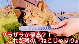 【癒し猫】ねこじゃすりって本当に気持ちいいの？？か検証【野良猫】