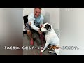 耳が聞こえない犬。飼い主から「もう育てられない」と保護施設に預けられた犬は、そこで運命の出会いを果たす【感動実話 動物】