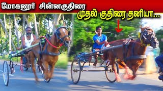 மோகனூர் சின்னகுதிரை  ||17/01/2023 நாமக்கல் மா Mohanur Chinna kuthirai  ksk rekal race