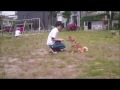 動物・専門学校・新潟・どんな犬がいるの？（ラッキーのトレーニング）