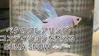 ベタのフレアリングコンディションを上げる７つの方法