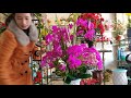 Hoa tết| Cắm bình hoa Hồ Điệp đẹp| Ngọc Khuyên flower