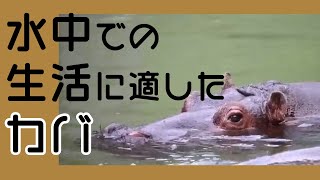 水中での生活に適したカバ