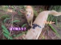 お久しぶりです‼️ぽてんち一同🏠みんな元気ですよ動画です‼️