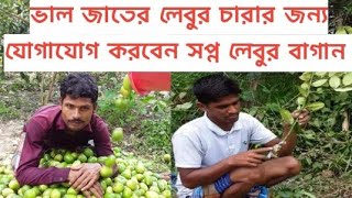 🌴ভাল উন্নত মানের বারমাসি বিচি বিহীন সিডলেস লেবুর চারা জন্য 👉👉👉যোগাযোগ সপ্ন লেবুর বাগান  ☎01723357445